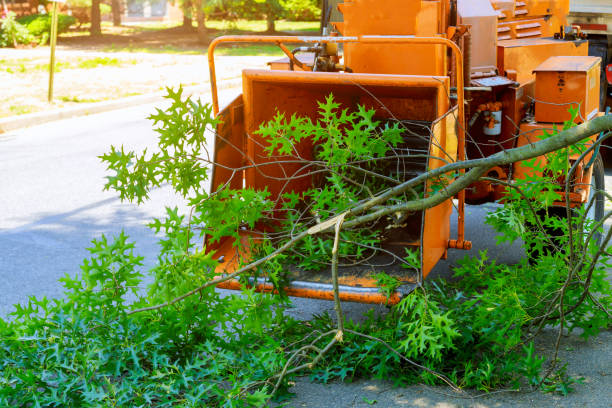 Emergency Storm Tree Removal